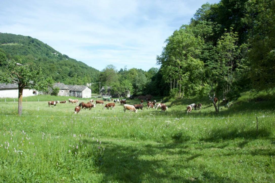 Countryrooms Valchiusella Vico Canavese エクステリア 写真