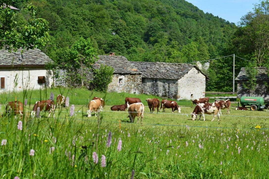 Countryrooms Valchiusella Vico Canavese エクステリア 写真